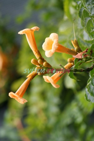 křivouš kořenující Flava - Campsis radicans Flava