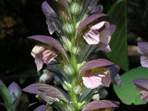 paznehtník měkký - Acanthus mollis