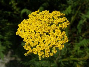 řebříček tužebníkovitý - Achillea filipendulina
