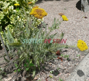 řebříček tužebníkovitý Parker's Variety - Achillea filipendulina Parker's Variety