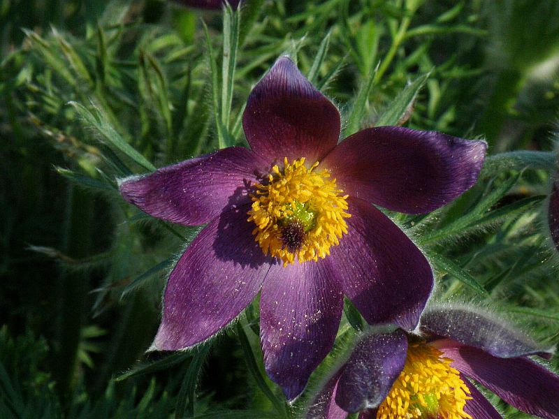 koniklec Hallerv - Pulsatilla halleri