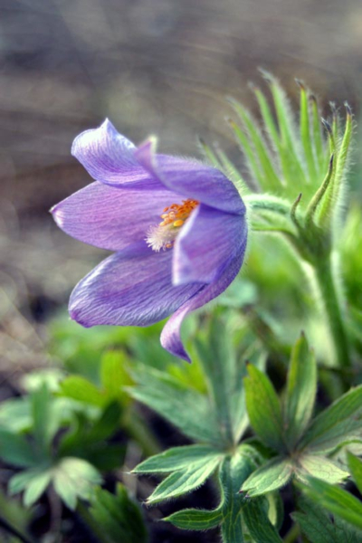Koniklec otevřený - Pulsatilla patens