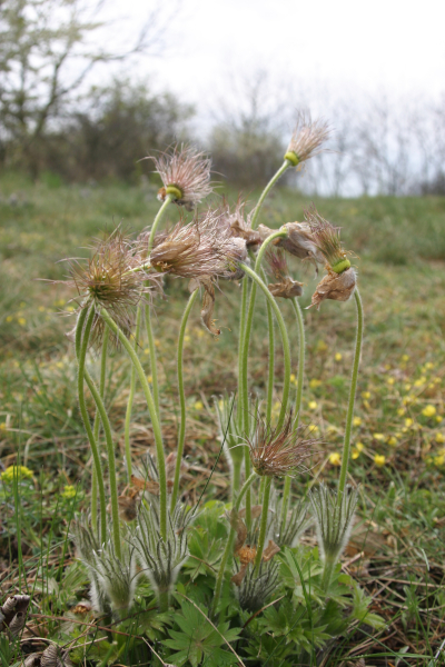 Koniklec otevřený - Pulsatilla patens