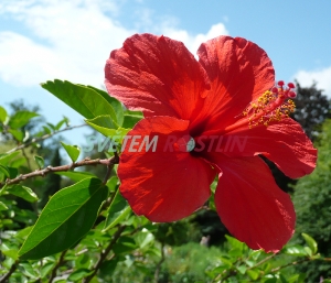 ibišek čínská řůže - Hibiscus rosa-sinensis