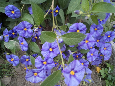 lilkovnk hocokvt - Lycianthes rantonnei