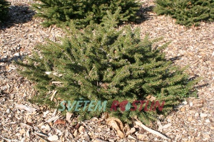 smrk ztepilý Nidiformis - Picea abies Nidiformis