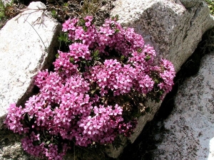 lýkovec vonný - Daphne cneorum
