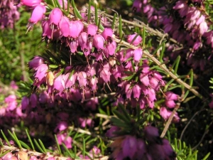 vřesovec pleťový - Erica carnea