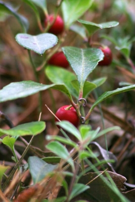libavka poléhavá - Gaultheria procumbens