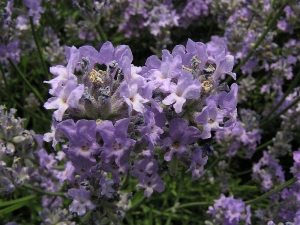 levandule lékařská - Lavandula angustifolia