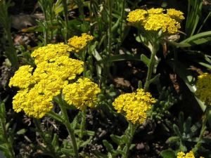 řebříček plstnatý - Achillea tomentosa