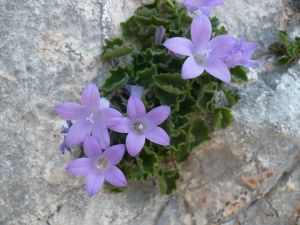 zvonek dalmatský - Campanula portenschlagiana