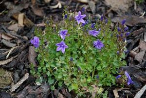 zvonek dalmatský - Campanula portenschlagiana
