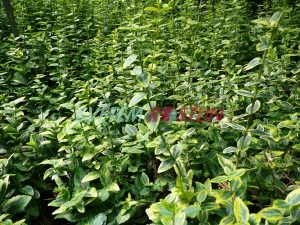 brslen Fortuneův Emerald'n Gold - Euonymus fortunei Emerald'n Gold