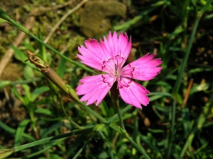 hvozdík kropenatý - Dianthus deltoides