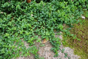 brslen Fortuneův Minimus - Euonymus fortunei Minimus