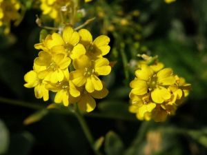 tařice skalní - Aurinia saxatilis