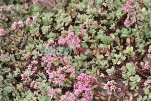 rozchodník ewersii - Sedum ewersii