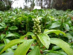 tlustník klasnatý - Pachysandra terminalis