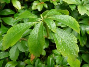 tlustník klasnatý - Pachysandra terminalis