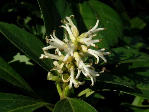 tlustník klasnatý - Pachysandra terminalis