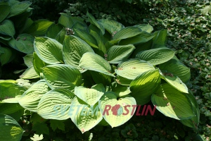 bohyška Gold Standard - Hosta fortunei Gold Standard