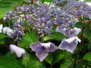 hortenzie velkolistá - Hydrangea macrophylla