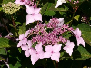 hortenzie velkolistá - Hydrangea macrophylla