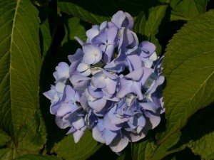 hortenzie velkolistá - Hydrangea macrophylla