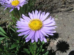 hvězdnice alpská - Aster alpinus