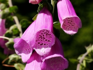 náprstník červený - Digitalis purpurea