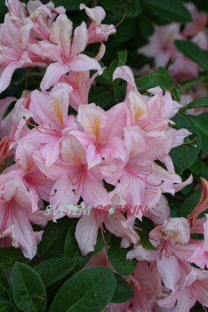 Pěnišník azalka - Knap Hill Soir de Paris - Rhododendron - Azalea - viscosum Soir de Paris
