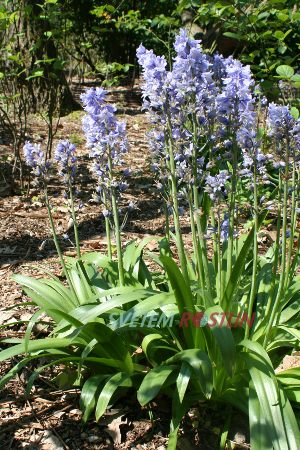hyacintovec španělský - Hyacinthoides hispanica