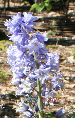 hyacintovec španělský - Hyacinthoides hispanica