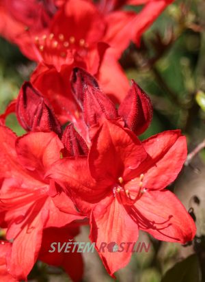Pěnišník azalka - Knap Hill Parkfeuer - Rhododendron - Azalea - Knap Hill Parkfeuer