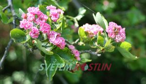 hloh prostřední Paul's Scarlet - Crataegus × media Paul's Scarlet