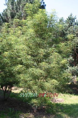 jírovec maďal Laciniata - Aesculus hippocastanum Laciniata