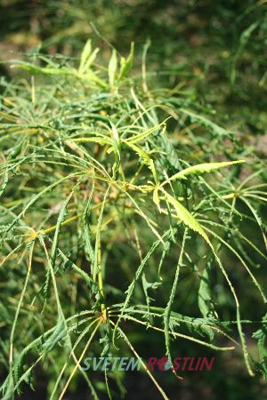 jírovec maďal Laciniata - Aesculus hippocastanum Laciniata
