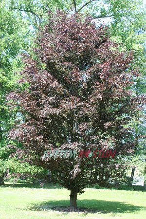 buk lesní Rohanii - Fagus sylvatica Rohanii