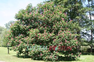 jírovec pleťový Briotii - Aesculus × carnea Briotii