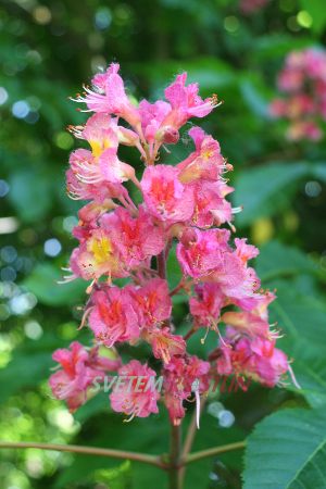 jírovec pleťový Briotii - Aesculus × carnea Briotii
