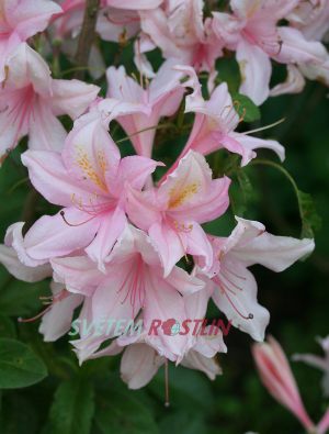 Pěnišník azalka - Knap Hill Nancy Buchanan - Rhododendron - Azalea - Knap Hill Nancy Buchanan