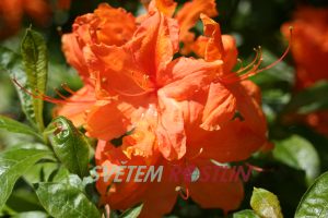 Pěnišník azalka - Knap Hill Tan Glow - Rhododendron - Azalea - luteum Tan Glow