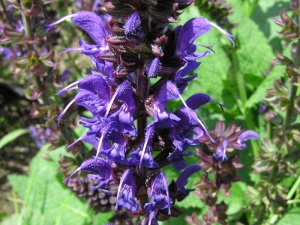 šalvěj hajní - Salvia nemorosa