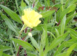 pupalka missourská - Oenothera missouriensis