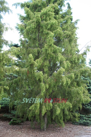 jalovec obecný Oblonga Pendula - Juniperus communis Oblonga Pendula