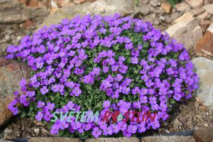 tařička hybrid Hamburger Stadtpark - Aubrieta hybride Hamburger Stadtpark