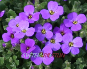 tařička hybrid Hamburger Stadtpark - Aubrieta hybride Hamburger Stadtpark