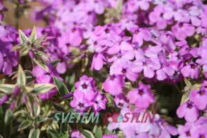 plamenka šídlatá - Phlox procumbens