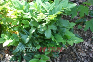 mahonie plazivá - Mahonia repens